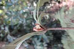 Actinodaphne salicina